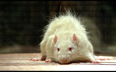 我的美国舅舅剧照的剧照