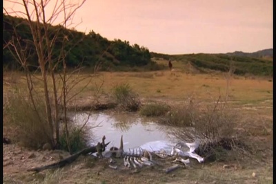 食人巨蚊剧照的剧照