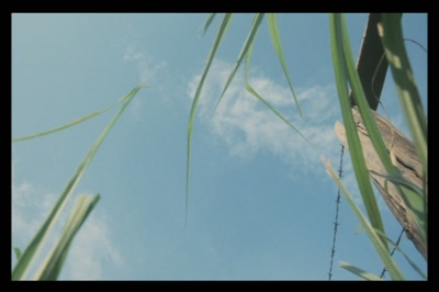 蒲公英剧照的剧照