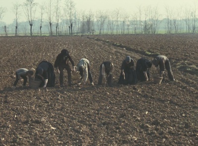 木屐树剧照的剧照