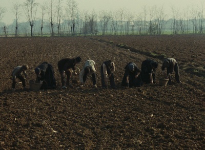 木屐树剧照的剧照