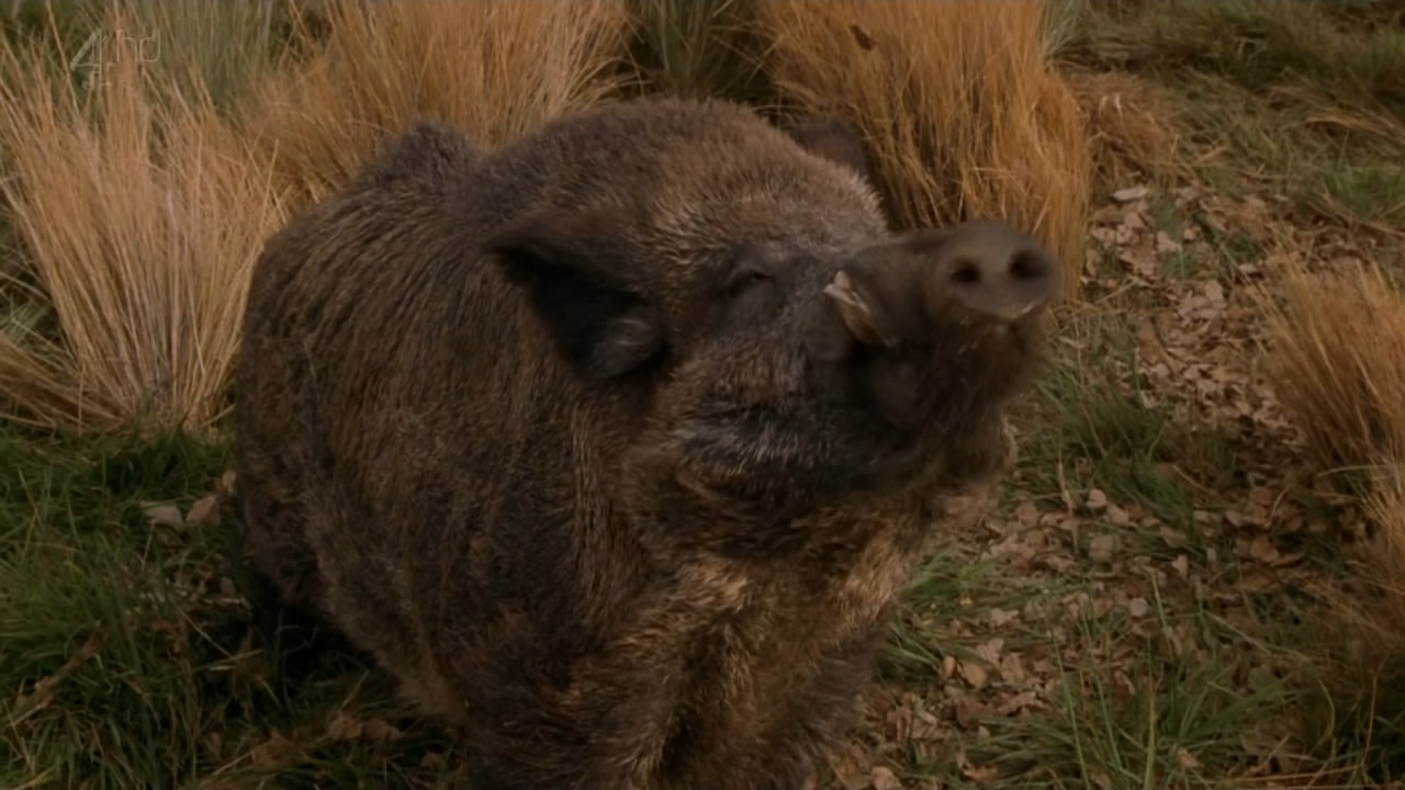 鳄鱼邓迪在洛杉矶剧照的剧照