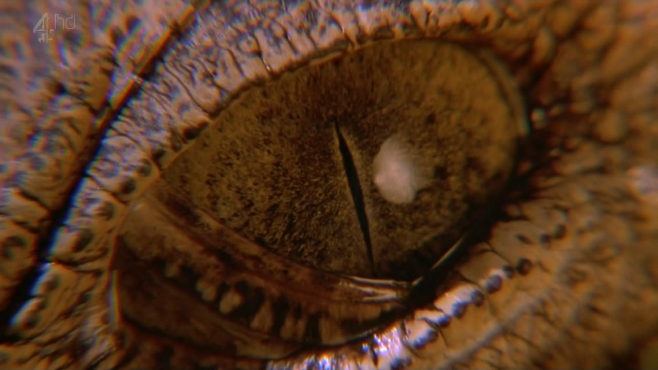 鳄鱼邓迪在洛杉矶剧照的剧照