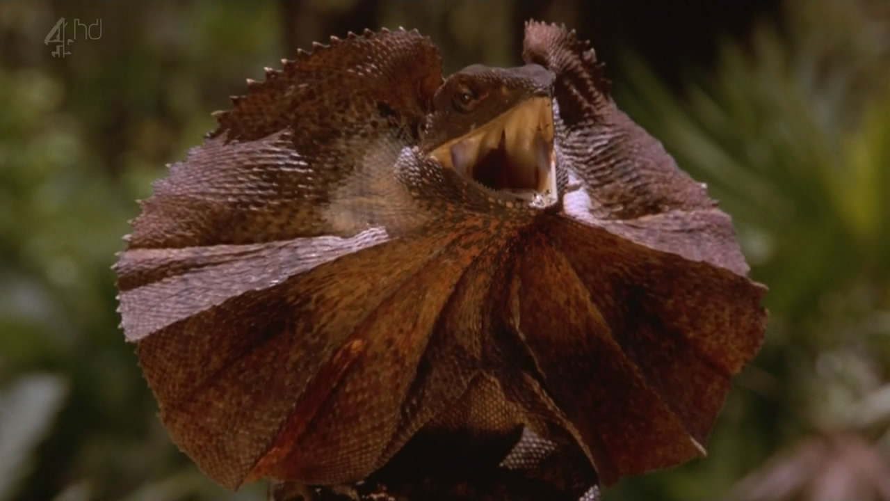 鳄鱼邓迪在洛杉矶剧照的剧照