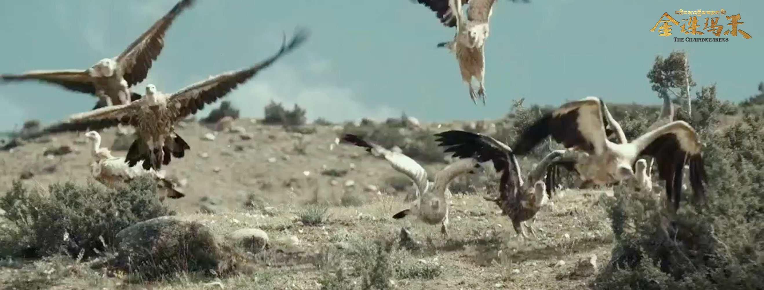 金珠玛米剧照的剧照