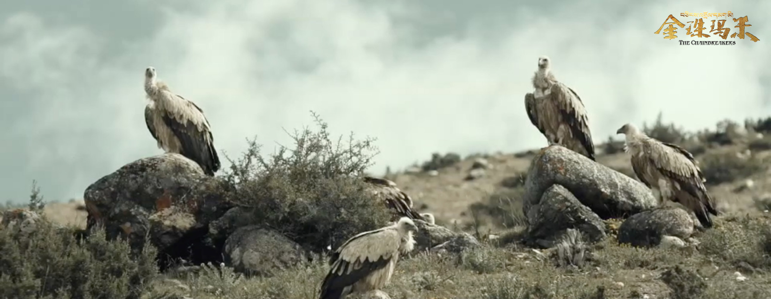 金珠玛米剧照的剧照