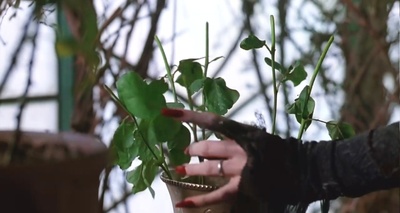 亚当斯一家剧照的剧照