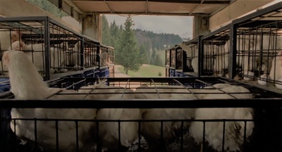 黄金时代的故事剧照的剧照