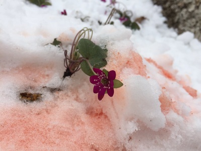 三角草的春天剧照的剧照
