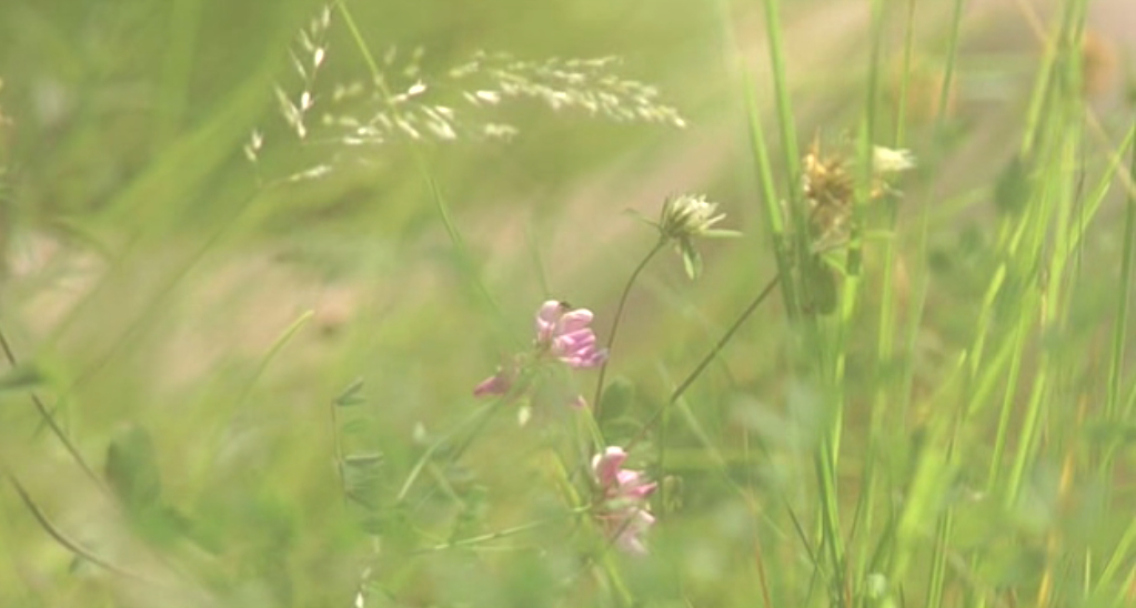 我是爱剧照的剧照