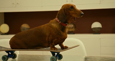 腊肠狗剧照的剧照