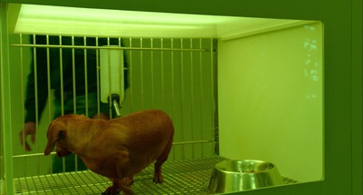 腊肠狗剧照的剧照