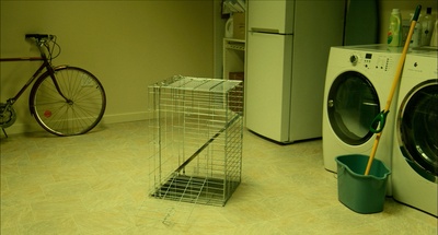 腊肠狗剧照的剧照