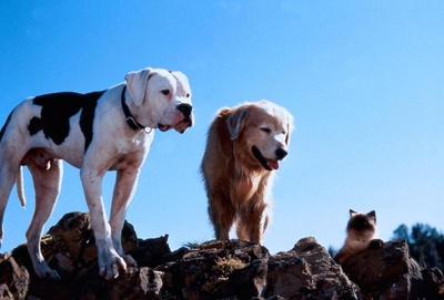 再世人狗缘剧照的剧照