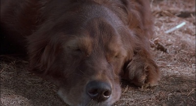 再世人狗缘剧照的剧照