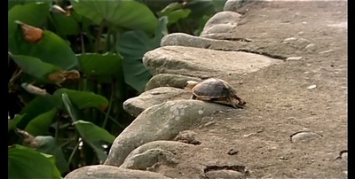 冬冬的假期剧照的剧照