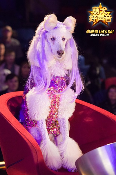 萌犬好声音剧照的剧照