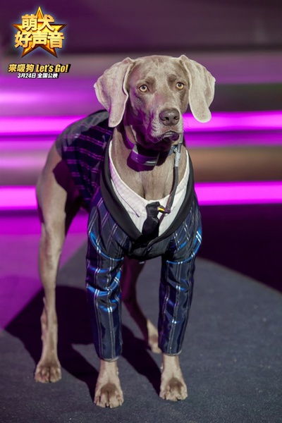 萌犬好声音剧照的剧照