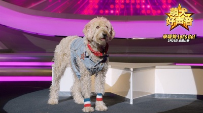 萌犬好声音剧照的剧照