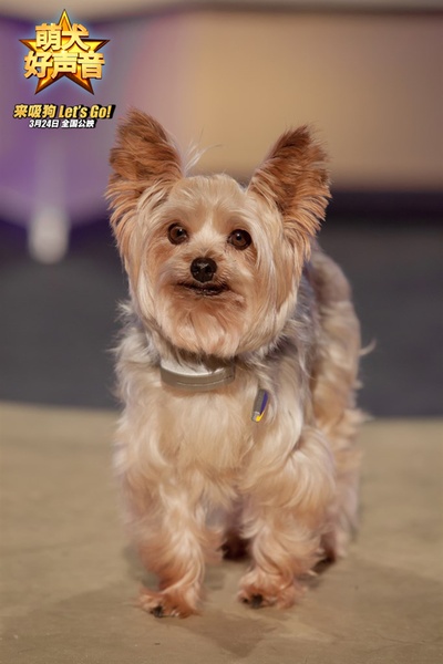 萌犬好声音剧照的剧照