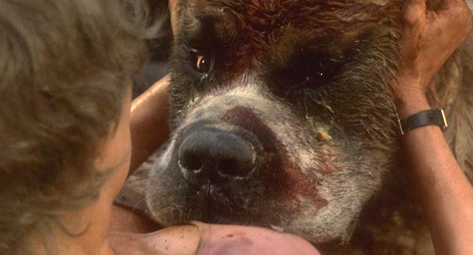 狂犬惊魂剧照的剧照