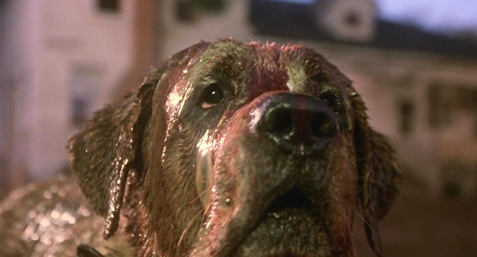 狂犬惊魂剧照的剧照