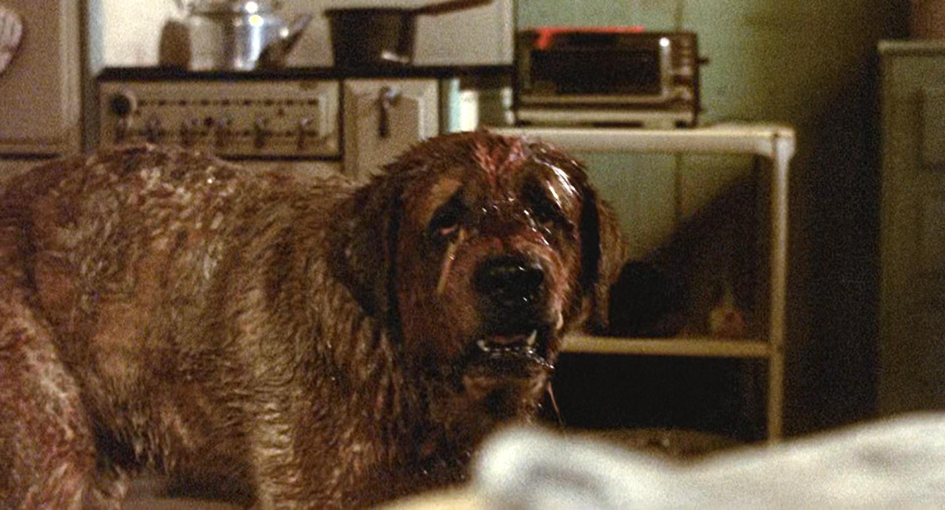 狂犬惊魂剧照的剧照