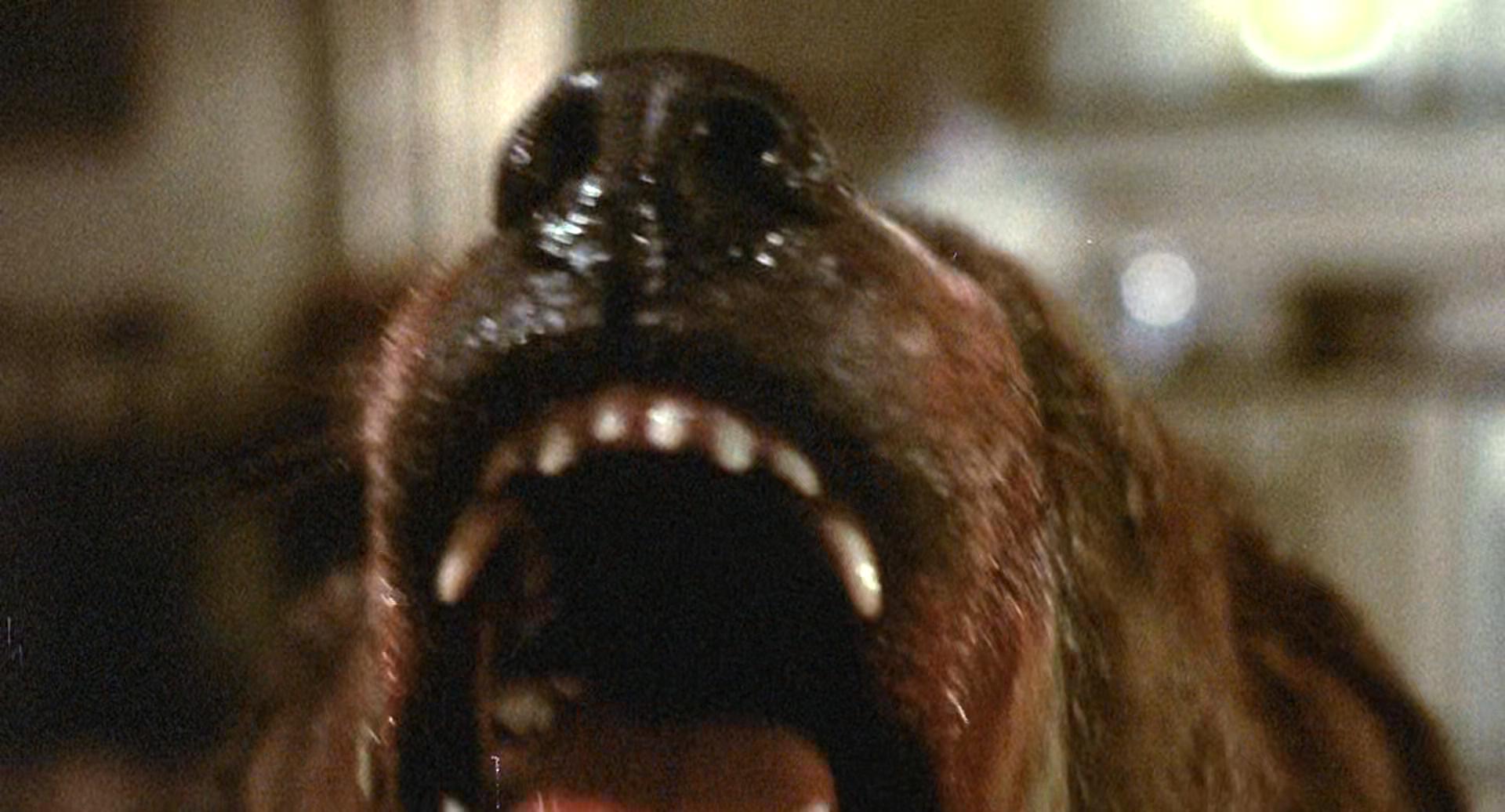 狂犬惊魂剧照的剧照