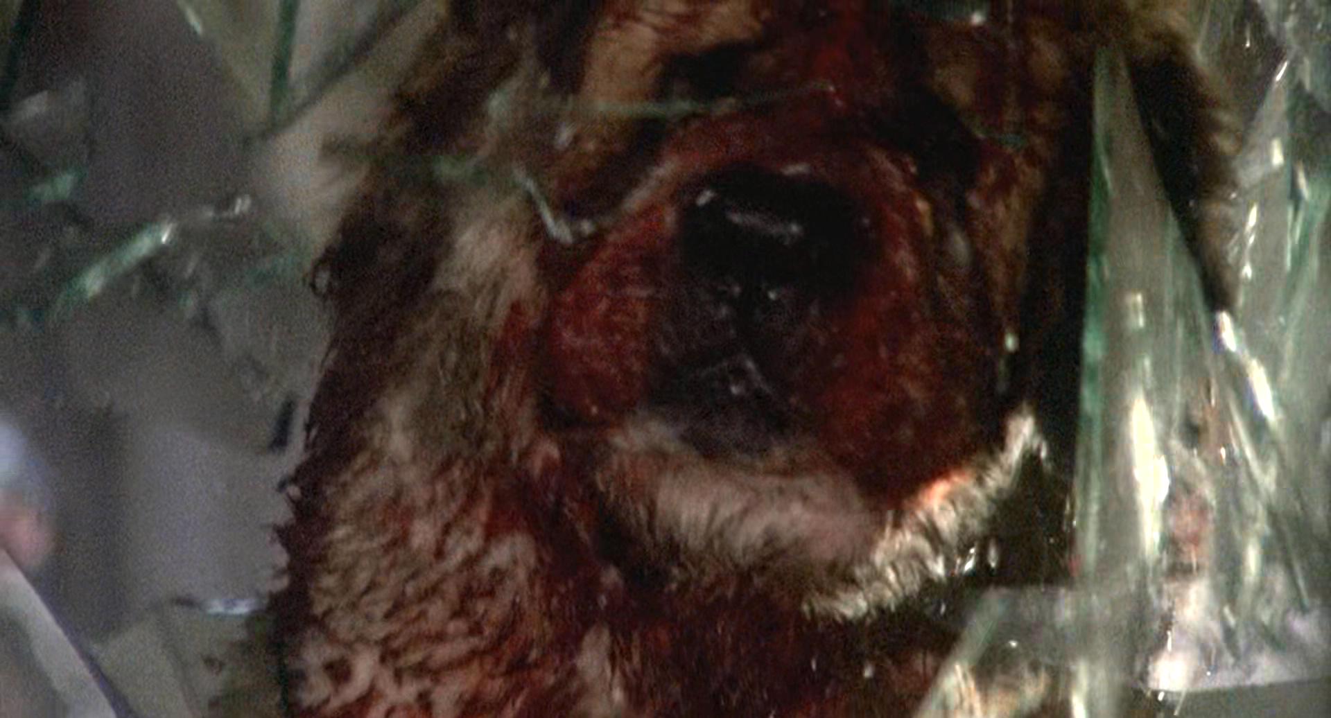 狂犬惊魂剧照的剧照