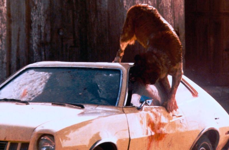 狂犬惊魂剧照的剧照