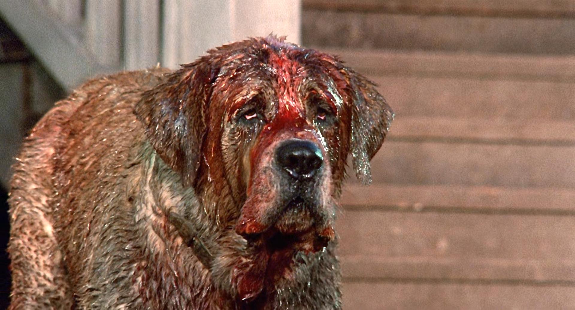 狂犬惊魂剧照的剧照