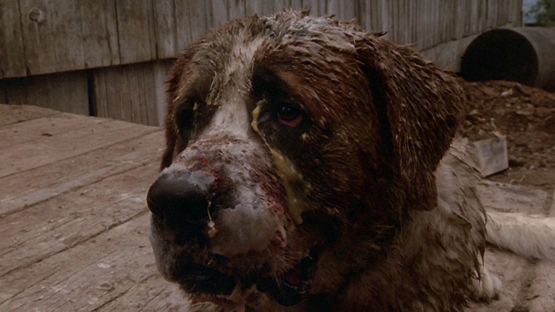 狂犬惊魂剧照的剧照