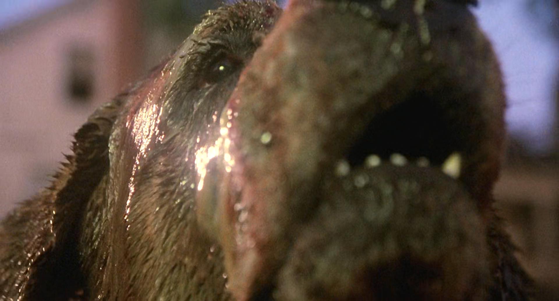 狂犬惊魂剧照的剧照