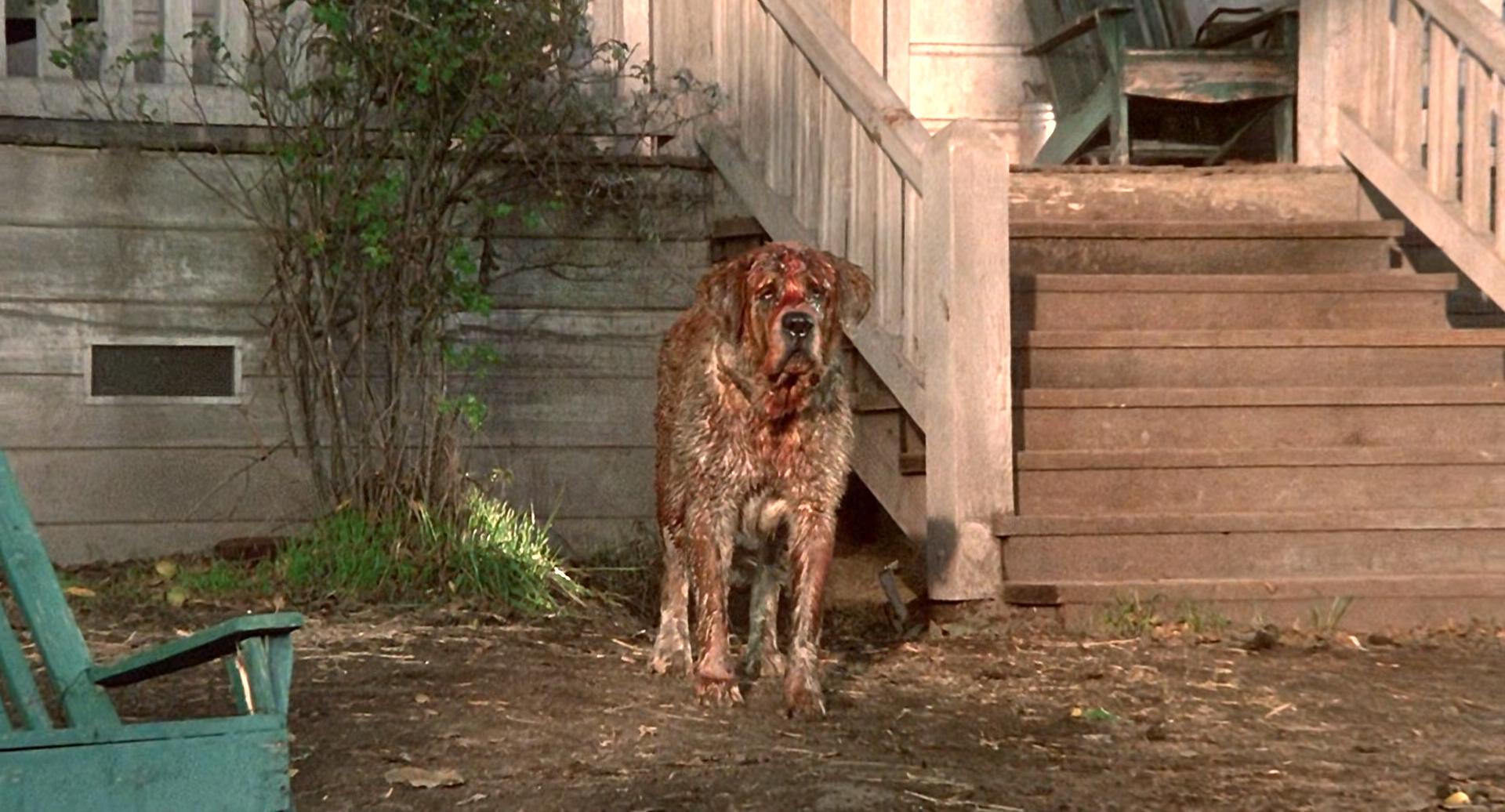 狂犬惊魂剧照的剧照