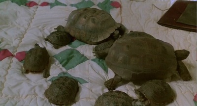 亚利桑那之梦剧照的剧照