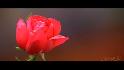 阿里亚剧照的剧照