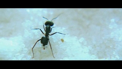 阿里亚剧照的剧照