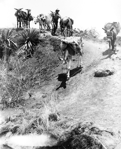 碧血金沙剧照的剧照