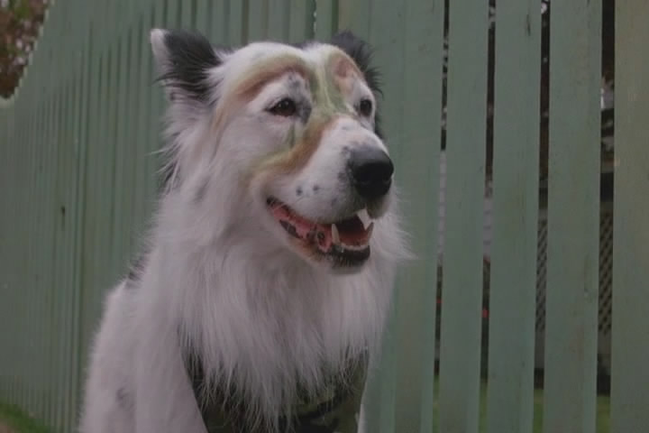 屋顶上的男孩剧照的剧照