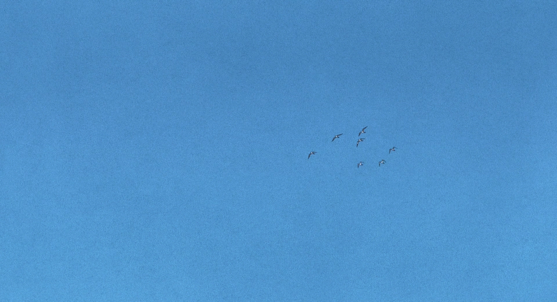 红海龟剧照的剧照