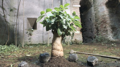 屋顶探险家剧照的剧照