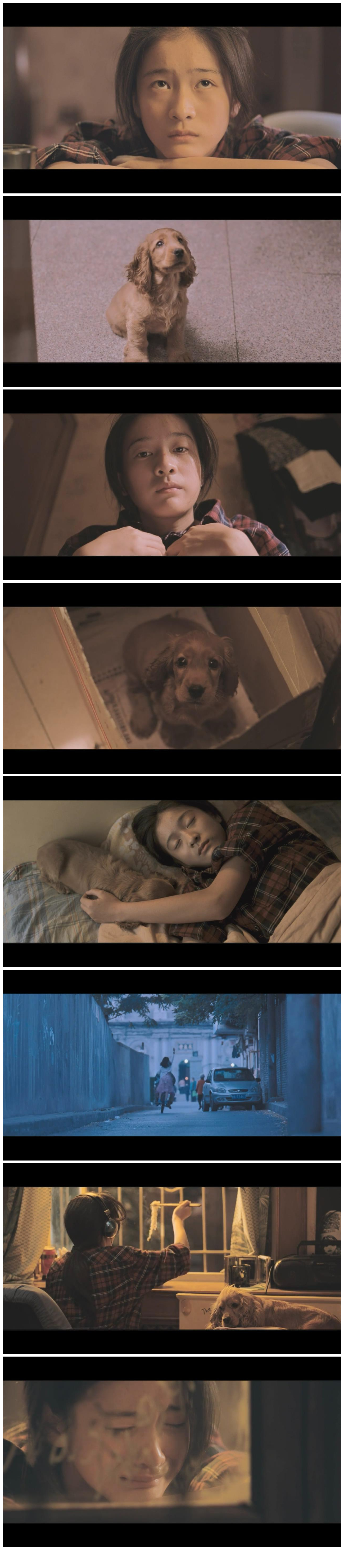 狗十三剧照的剧照