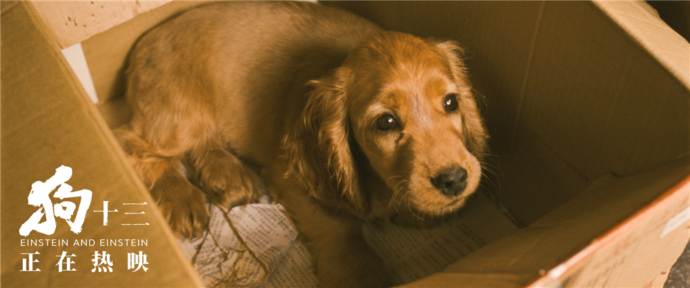 狗十三剧照的剧照