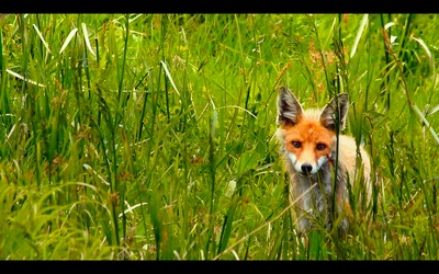 糜骨之壤剧照的剧照