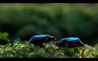 糜骨之壤剧照的剧照