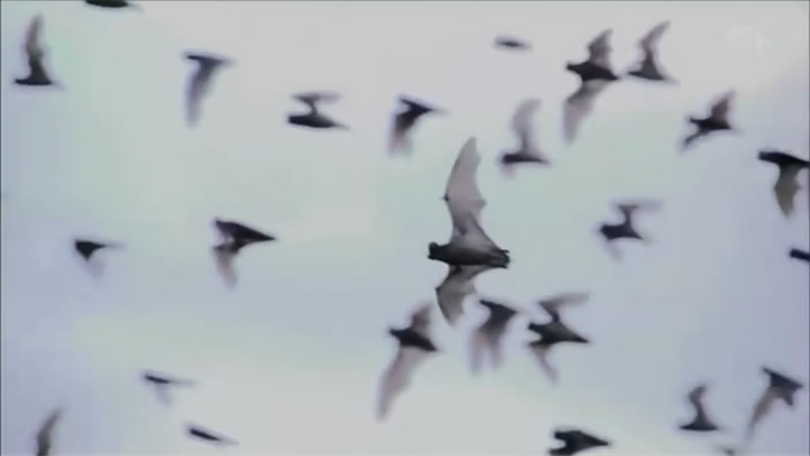 金田一少年事件簿 狱门塾杀人事件剧照的剧照