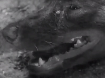 野良犬剧照的剧照