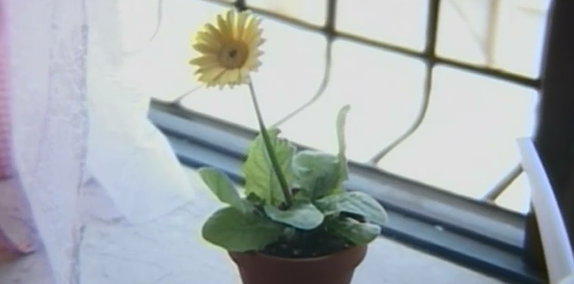 怪奇！死人少女剧照的剧照