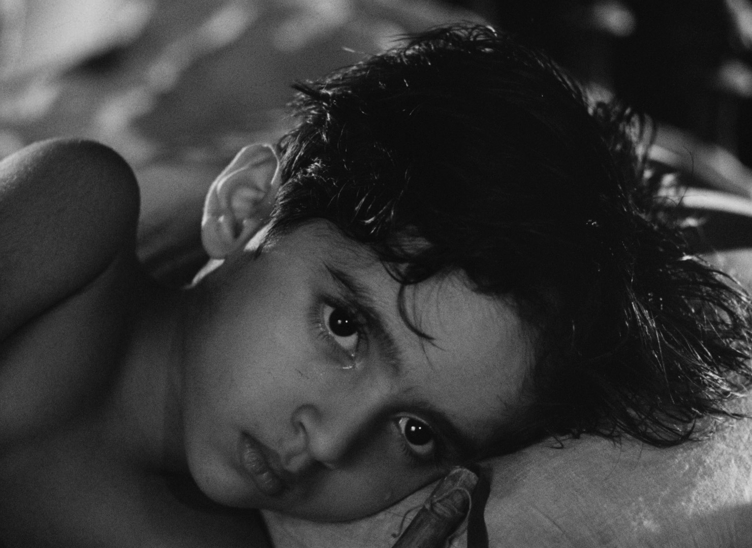 大树之歌剧照的剧照