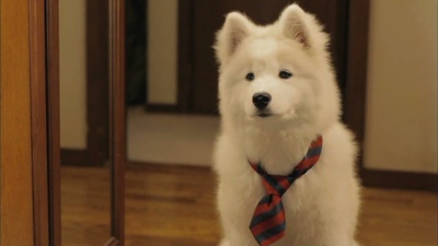 犬饲先生养狗记剧照的剧照